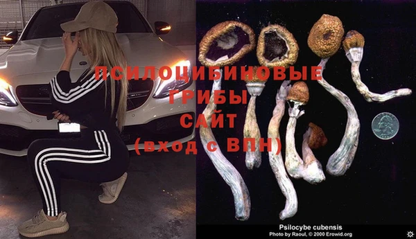 гашик Алексин